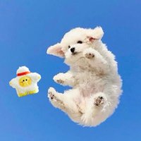 gullぐる (@gull1jxt) 's Twitter Profile