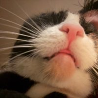 kedi (@gercekevkedisi) Twitter profile photo