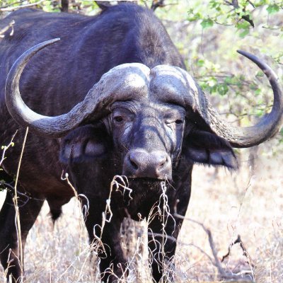 Herman774755's profile picture. South African farmer - academic - MA Philosophy