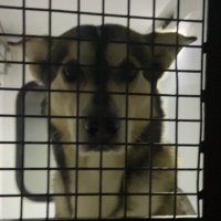 $PABLO (@pablodogcto) 's Twitter Profile