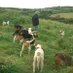 davy (@deiseharriers) Twitter profile photo davy (@deiseharriers) Twitter profile photo