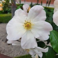 Sun (@jsunvo) 's Twitter Profile