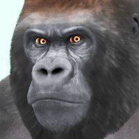 I'm Gorilla (@vrc_imgorilla) 's Twitter Profile