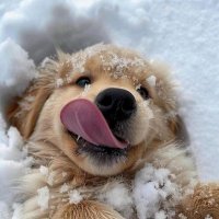 𝗣𝗜𝗡 ꙳ʕㅇ̆̈ʔ ft.เฮาะห์ (@papinn1234) 's Twitter Profile Photo