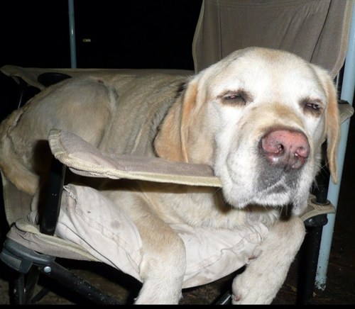 disnorhugo's profile picture. 