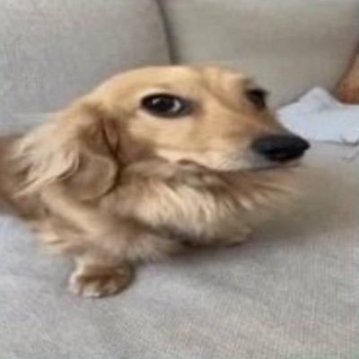 henriabacaxi's profile picture. .