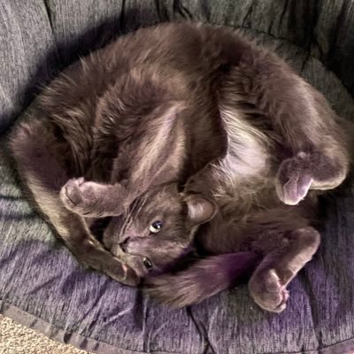 NotNeonex's profile picture. 