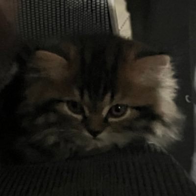 Luonさんのプロフィール画像