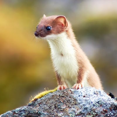 ARoncolato94414's profile picture. 