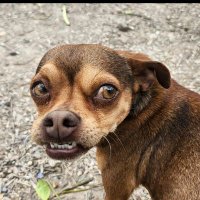issac deznutts (@ideznutts) 's Twitter Profile