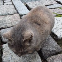 加賀ともえ (@94hsettxeujstrz) 's Twitter Profile Photo