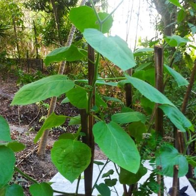 Por el bienestar, el ambiente, eco-tecnologías, derechos humanos, la sostenibilidad.