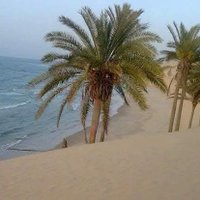 ايهاب بكير مصري للنخاع (@ehabbakir4) 's Twitter Profile