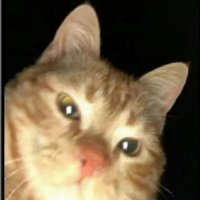 大小姐的小白脸 (@luvsic847318) 's Twitter Profile