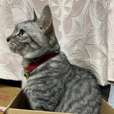 ojyosan0414's profile picture. 8ニャンの日常🐾#猫