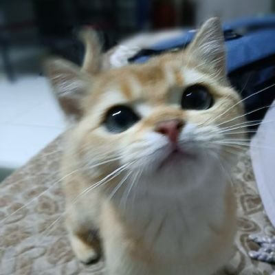 lomesome_'s profile picture. https://t.co/0Vud2qDTik