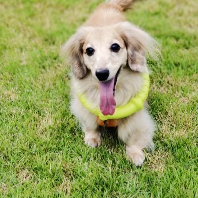 Plane424's profile picture. 2008.4.18〜2023.11.8 10日の午前中に、愛犬がお空にお引越ししました🌈 ボール投げ、風船遊び、宝探しゲーム、雪、ダンボール、アキレスが大好きだった、可愛い可愛いマーブル💕 家の子になってくれて、15年半、沢山の幸せな時間をありがとう🥹💓 これからも、ずっとずっと一緒だよ。マーブル大好き❤