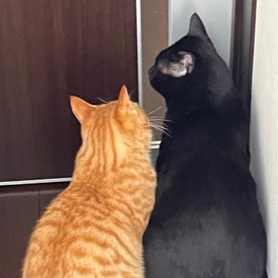 halogale_arrow's profile picture. 長野