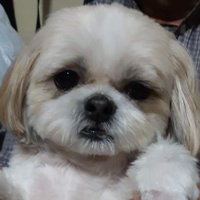 空豆天馬 (@rpnethj81128373) 's Twitter Profile