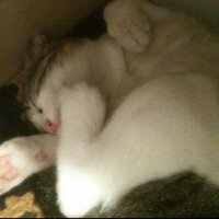 Yuval B (@yuvits) 's Twitter Profile
