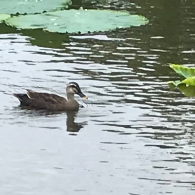 kazuhizuka's profile picture. ひたすら描いて応援する、かなり新規の中居ヅラ。