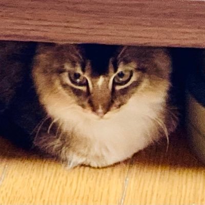 🇯🇵🇺🇸🌏 Twitter で🇯🇵と世界の国際ニュースの様々な話題をチェックするのが好き😌 直感でたまに呟きます 🇯🇵🇺🇸国際結婚 🐕🐼🏖🐱好き😊 反日🇯🇵勢力は許せないです