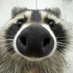 o guaxinim falante (@wolfxy09) Twitter profile photo o guaxinim falante (@wolfxy09) Twitter profile photo