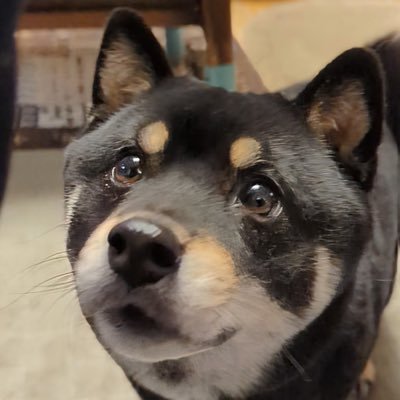 ape_loveman's profile picture. 