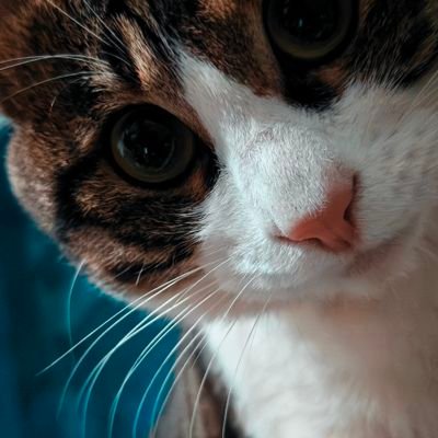 huaishengowo's profile picture. 大家好，我是唐徊晟！很高兴认识大家₍ᐢ..ᐢ₎♡！