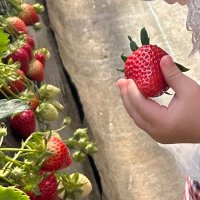 いちご🍓1y🎀+🥚 (@2309_2510) Twitter profile photo