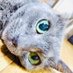 kei🍊消費税廃止 (@keineige) Twitter profile photo kei🍊消費税廃止 (@keineige) Twitter profile photo