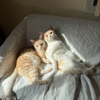 v1QmNgkvgB31710's profile picture. 次々とくる増税の波にびっくりしてXで調べてみると、経済的なことだけでなく、いつの間にか日本が危機に陥っていることに気がついた。このままでは日本の治安はヨーロッパの二の舞になりそうです。自民党はもうダメだ！滅べ❗️自民党‼️ いろいろな意見を聞きたいのでこっそり無言フォローしています。🙇‍♀️