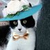 LadyDanita✨🧙♀️ cat mama to Hilda &😇Mimsey🌈 (@lpowell588lady) Twitter profile photo LadyDanita✨🧙♀️ cat mama to Hilda &😇Mimsey🌈 (@lpowell588lady) Twitter profile photo