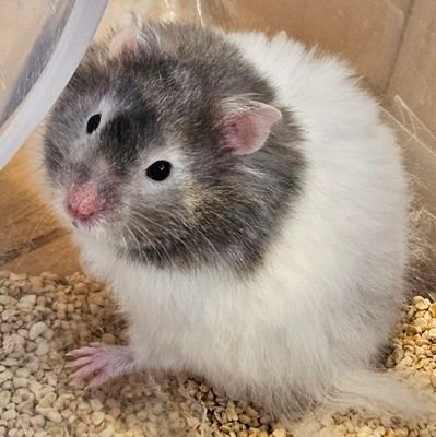 tsumugi_ohamu's profile picture. 24/12下旬生まれセーブルバンデットロングの男の子、豆太郎。25/3/9お迎え。25/5生まれイエロージャンガリアンの男の子、もっち。25/6/23お迎え、25/8/17病没。
フォロリムブロご自由に🍀RPいいねはお返し不要です。コメントやお返事も基本的に無しで気ままに過ごしたいと思います🐹