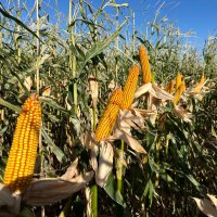 Mark Huso (@husocrop) 's Twitter Profile
