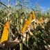 Mark Huso (@husocrop) Twitter profile photo Mark Huso (@husocrop) Twitter profile photo