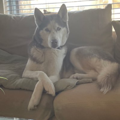 KennyHu54881953's profile picture. Animals, UFO’s, nature, science 🧬. Democrats hate America 🇺🇸. 🩸🎚️🐶🐥🐟