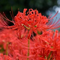 たんしょこ (@show_t_0402) 's Twitter Profile