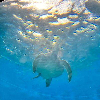 UXg6KN4ofJ99011's profile picture. なんでも呟きます。政治からエンタメ？まてま、 考えを整理したいから。 🇵🇸春から大学生。  緊急事態条項反対/ジェノサイド反対