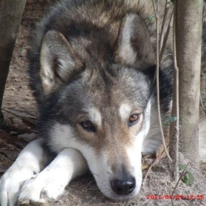 soapsurryfex's profile picture. 