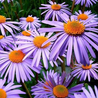 SudaTop66554's profile picture. 