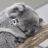 γ³γ’γ©π¨θθ³ (@x4352849278328) 's Twitter Profile