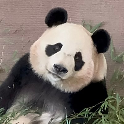 パンダさん🐼が大好き🩷 パンダ専用アカを作りました😊