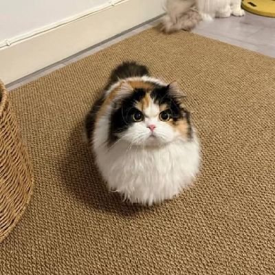 _crystalIrish's profile picture. Ad astra per aspera | carpe diem | architorture