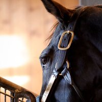 @𝓔𝓷𝓪𝓫𝓵𝓮𓃗 (@enable2017) 's Twitter Profile