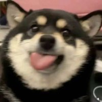 黑云压城城欲摧 (@yunya16923) 's Twitter Profile