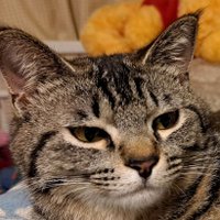 ソニハ (@whb22onmsp26616) 's Twitter Profile