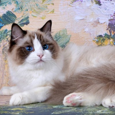 MillMullo54750's profile picture. I am a businessman