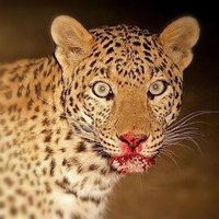 CCCChimera (@slaughter822011) 's Twitter Profile
