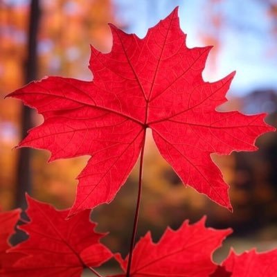 _kaede_kaigo's profile picture. 高IQ凸凹高校生の母。進級赤信号と介護のダブルケア中。 反抗期の嵐に立ち尽くす母、ただいまHP残りわずか。 2025.1 疎遠だった父が倒れ、呼び寄せ介護スタート。要介護1→4→施設へ。 無言フォロー＆共感いいね◎ 金融・不動産・資格・旅もこのアカで👣